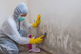 Why You Should Choose Our Mold Remediation Services in Port Monmouth, NJ